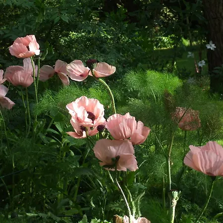 Jardin La Bourdonniere Réveillon