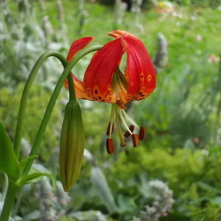 Jardin La Bourdonniere Réveillon